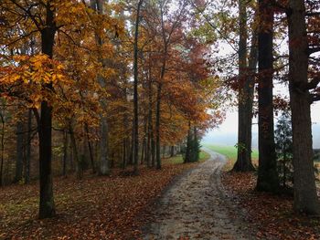 Trees in forest during autumn