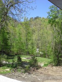 Scenic view of trees in park against sky