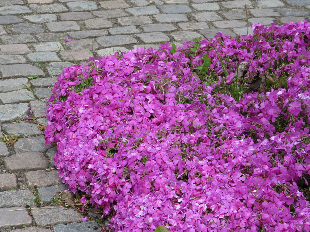 HIGH ANGLE VIEW OF PINK FLOWERING PLANT IN BRICK WALL