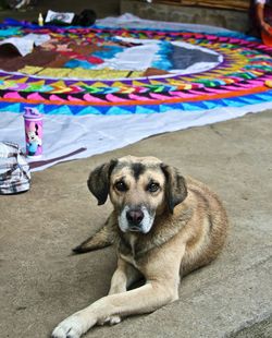 Portrait of a dog