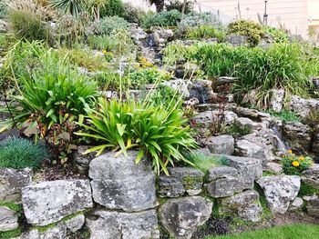 Plants growing on rock