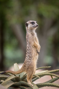 Meerkat standing on hind legs