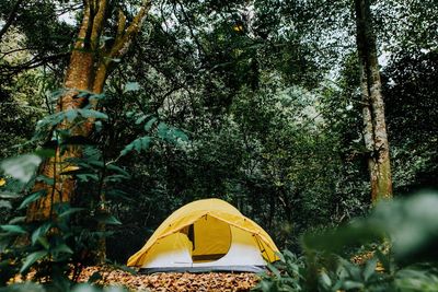 Tent against trees in forest