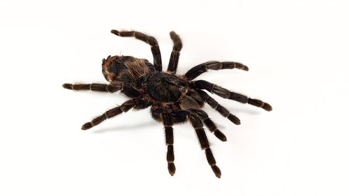 Close-up of spider on white background