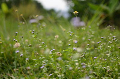 Close-up of flowering plants on field