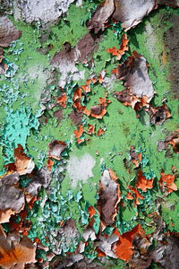 Full frame shot of ivy on old weathered wall