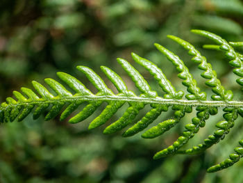 Close-up of fern leaves