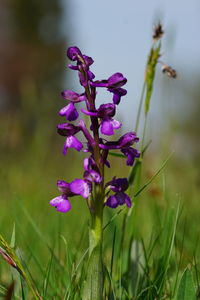 Close-up of purple flowering plant on field