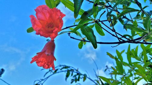 Low angle view of red flower against blue sky