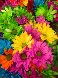 Close-up of multi colored flowers