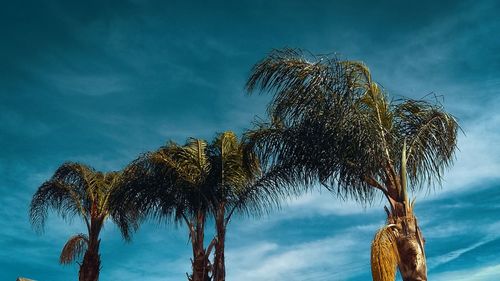 Low angle view of palm tree against sky