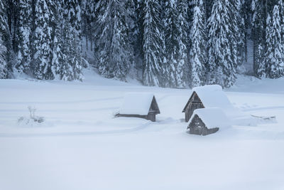 Snow covered land and trees on field during winter