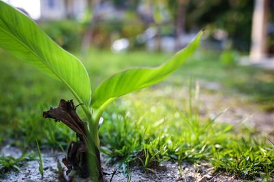 Close-up of fresh green plant in field