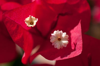 Close-up of red flowering plant