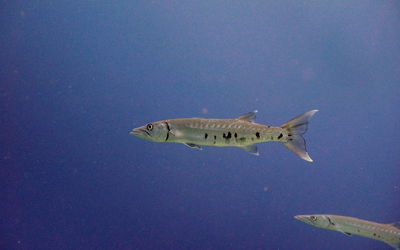 Fish swimming in sea