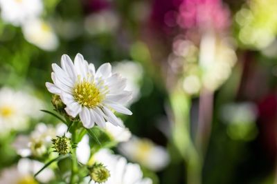 Close-up of white flowering plant