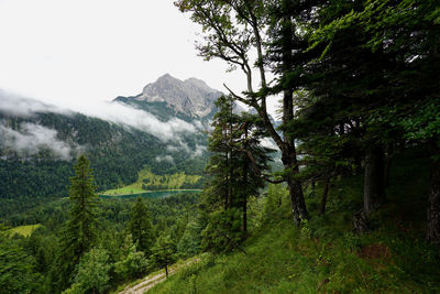 Pine trees in forest against sky