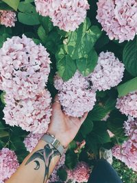 Close-up of hand on pink flowering plants