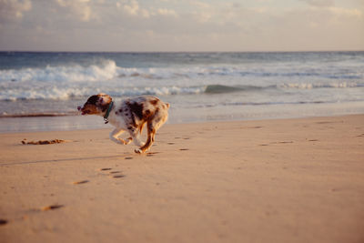 Dog on beach
