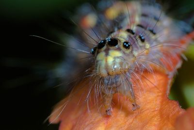 Close-up of spider