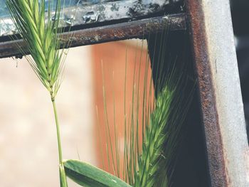 Close-up of bamboo window