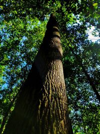 Low angle view of tree trunk in forest