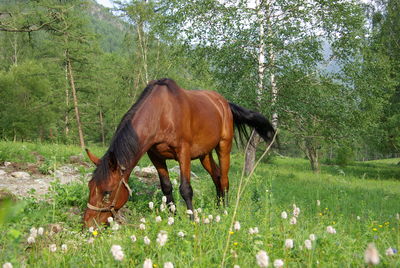 Horse standing on field