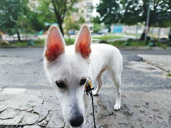 White canadian shepherd outdoors.close up.