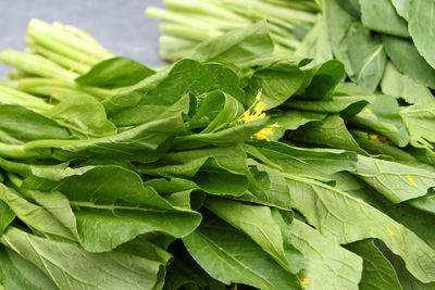 Close-up of green leaves