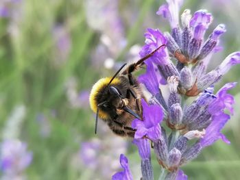 Bee pollinating flower