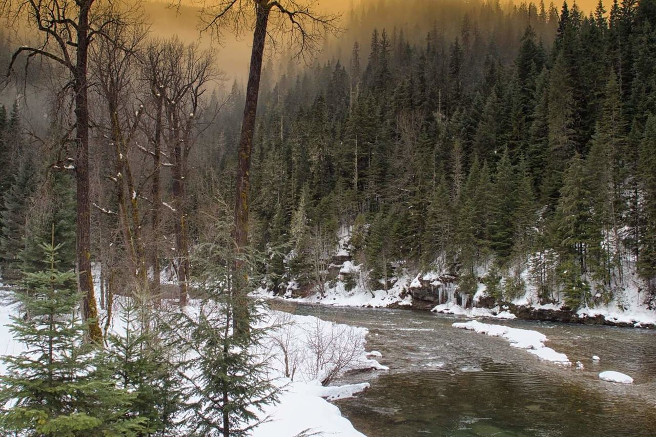 winter, cold temperature, tree, snow, nature, beauty in nature, tranquil scene, tranquility, scenics, forest, no people, outdoors, river, landscape, water, growth, day, sky