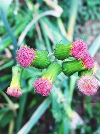 Close-up of pink flowers