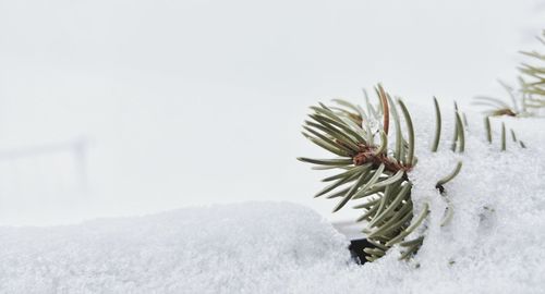Close-up of pine leaves in snow