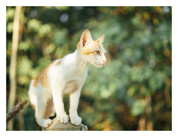 Close-up of a cat looking away