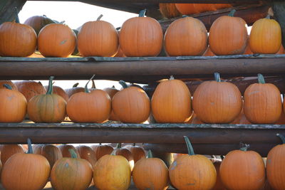 Pumpkins in market for sale