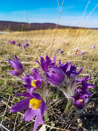 Close-up of purple crocus flowers on field