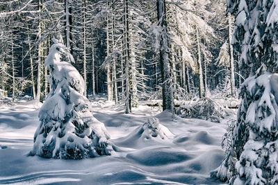 Trees on snow covered landscape