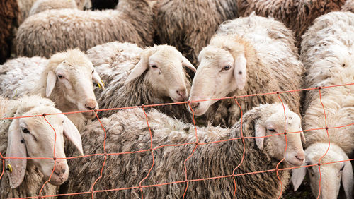 Flock of sheep in a pasture in como, lombardy, italy.