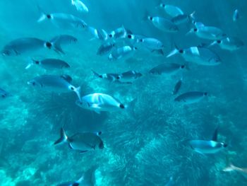 Fish swimming in sea