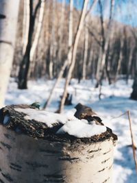 Close-up of snow on tree