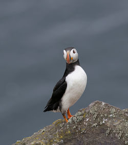 Close-up of bird perching on rock