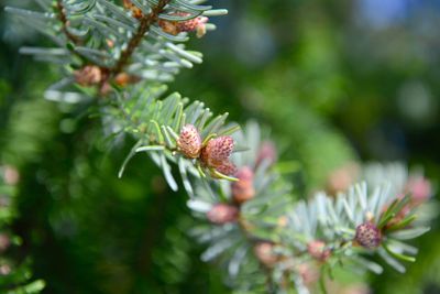 Close-up of flower growing on tree