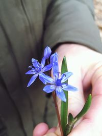 Close-up of hand holding purple flowering plant