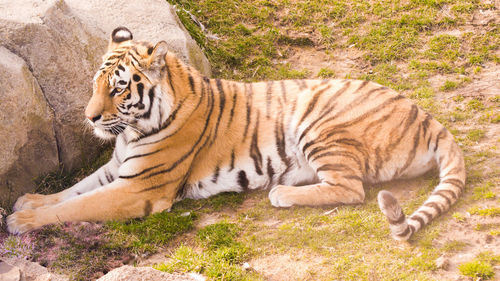 Domestic cat looking away