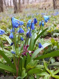 Close-up of crocus blooming on field