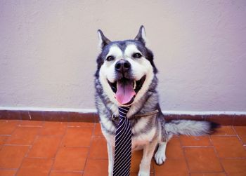 Portrait of husky wearing necktie against wall