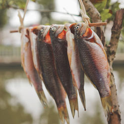 Close-up of fish hanging
