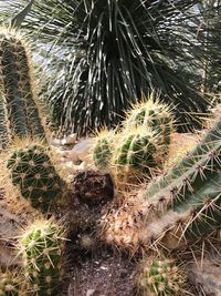 Close-up of prickly pear cactus