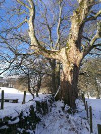 Close-up of bare tree in winter