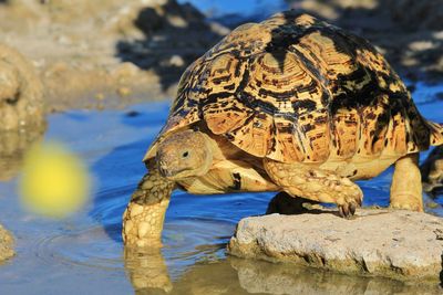 Close-up of turtle on rock